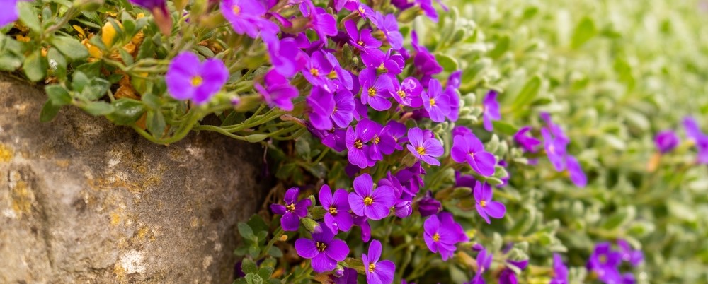 Ground Cover Plants: Low-Maintenance & Weed-Free Gardens