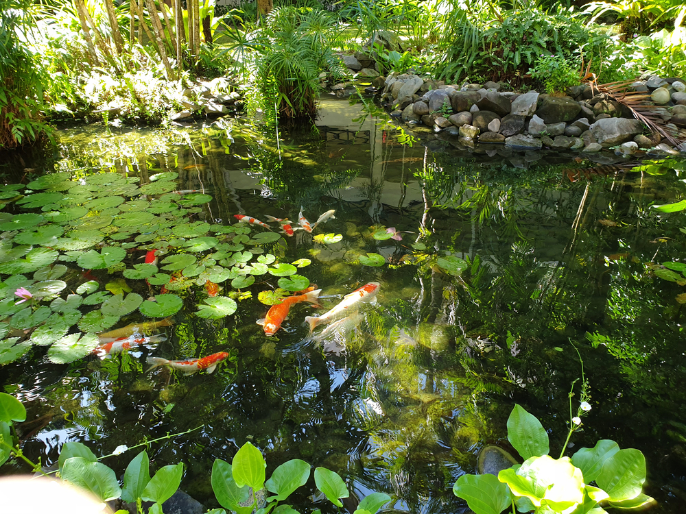 Natuurlijke vijver