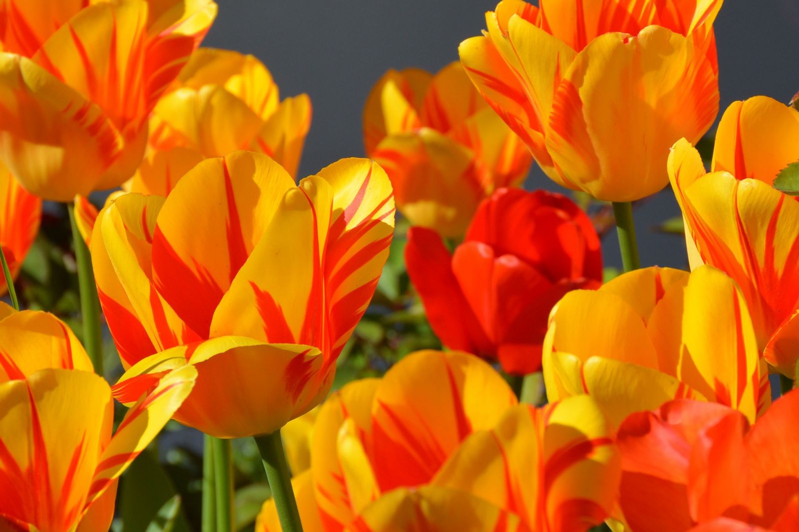 Orange Tulips