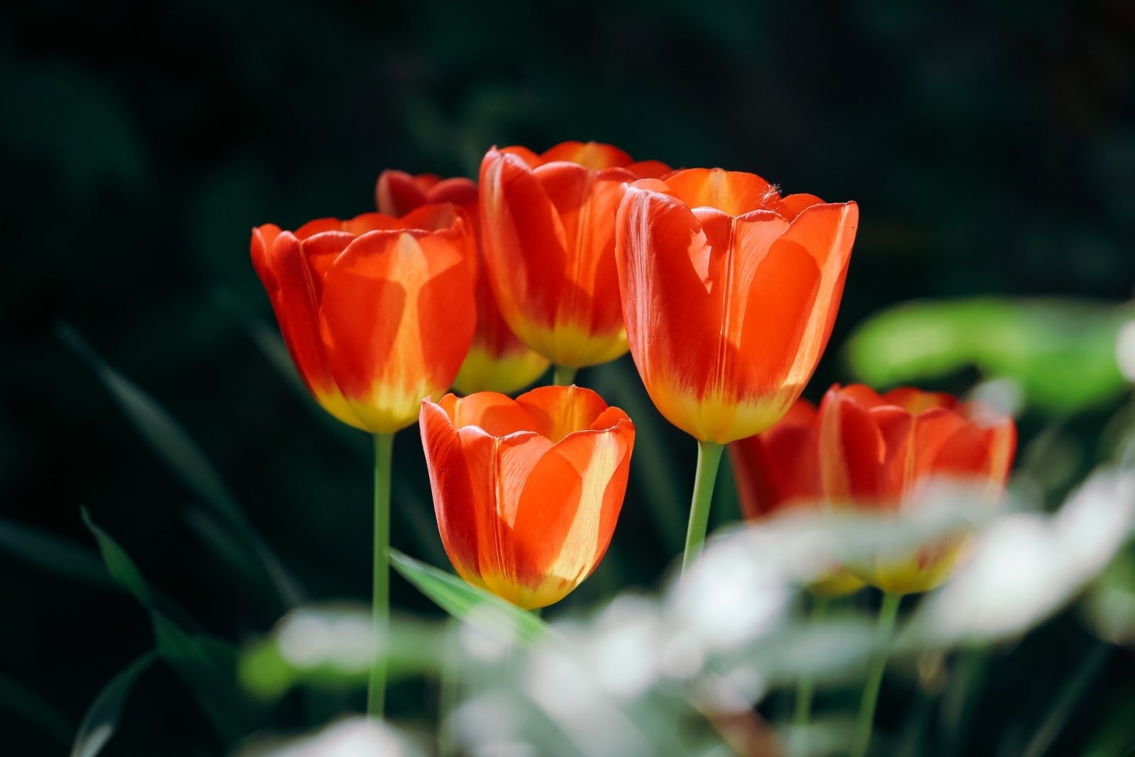 Oranje Tulpen