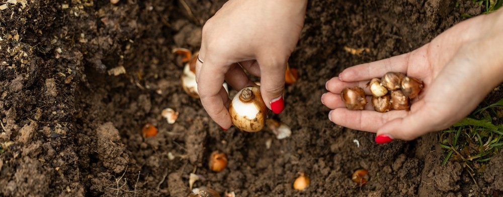 Plant spring bulbs