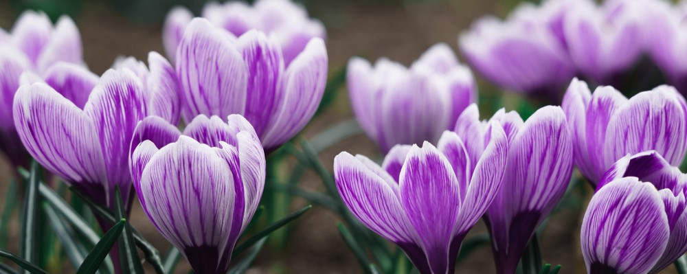 Planting Bulbs in Autumn