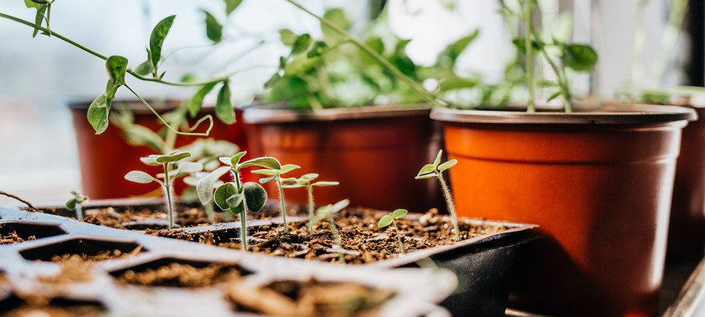 indoor plant seeds