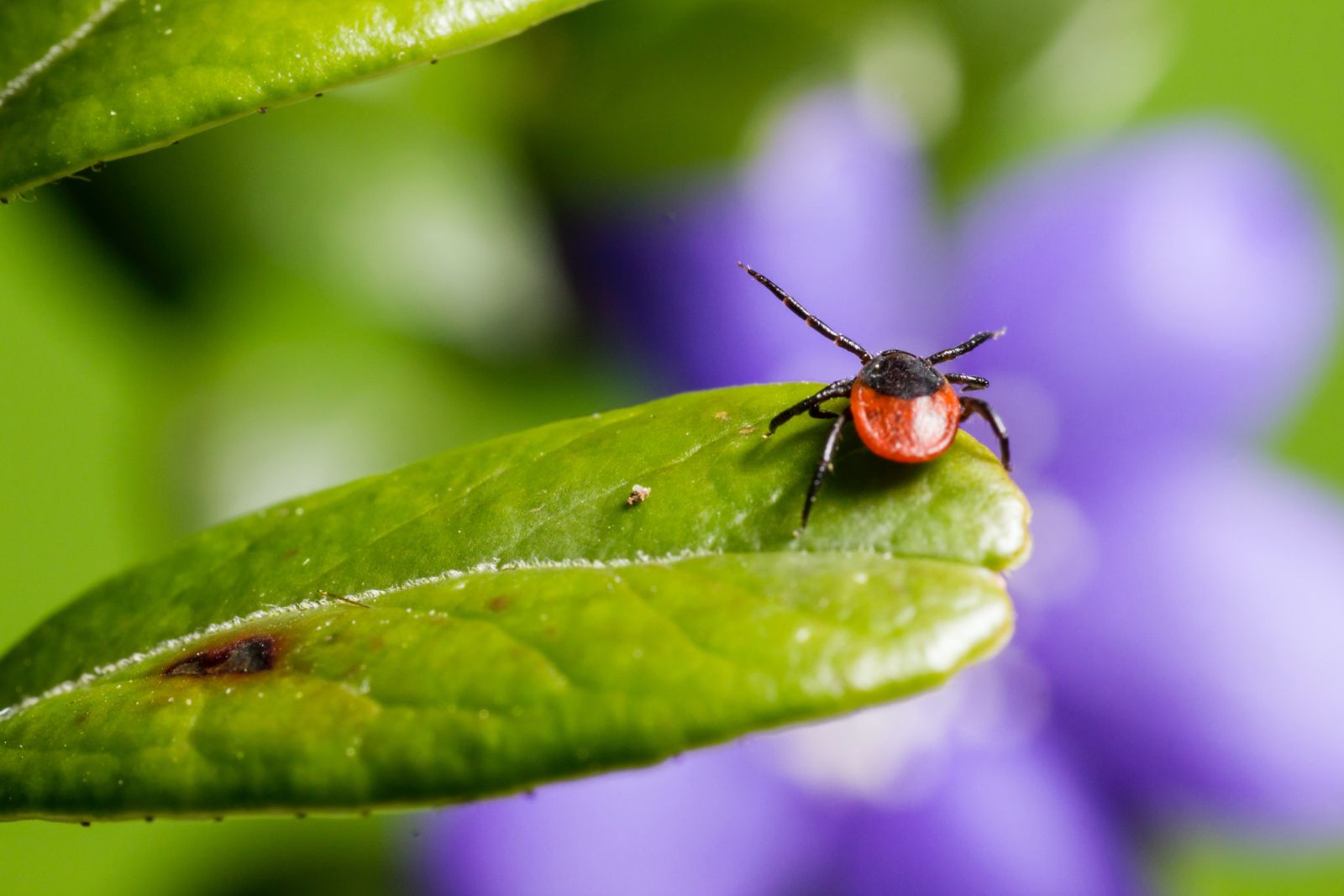 Tick on a green plant with a purple plant in the background